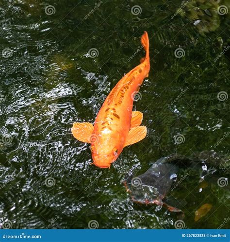 Gold Koi Fish Swimming in the Pond Stock Photo - Image of ornamental, fish: 267823828