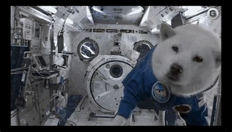 Sup Space GIF - Sup Space Dog - Discover & Share GIFs