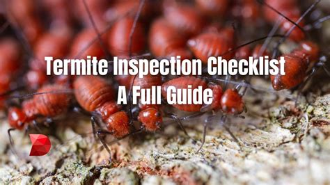 Termite Inspection Checklist: A Full Guide - DataMyte