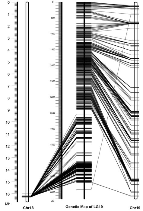 Comparison between the genetic map of chromosome 19 and the physical ...