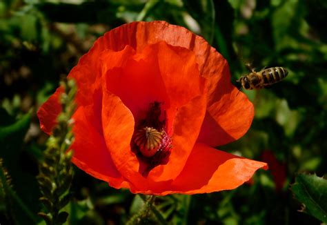 Mak. | Poppy. | Andrzej Skałuba | Flickr