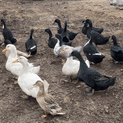 Hatching Eggs Chickens | Quail | Ducks