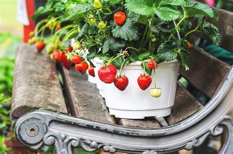 How To Grow Strawberry Plants In Pots