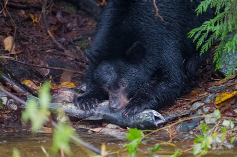 Black Bears Canada - Fascination Wildlife