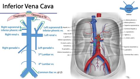 Abdominal Aorta And Inferior Vena Cava