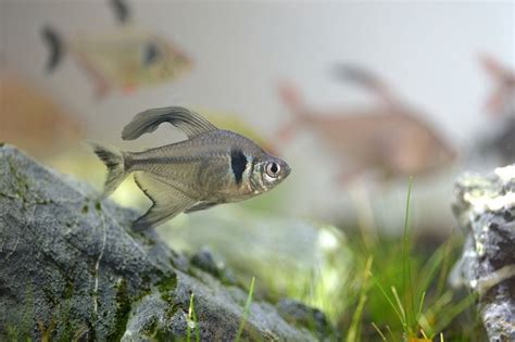 Black Phantom Tetra 101: Breeding Guide, Care, & Disease