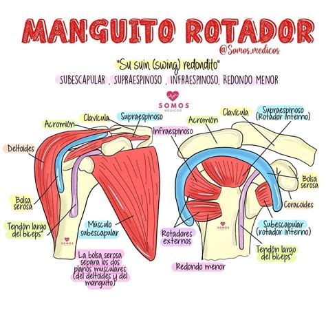 Manguito rotador | Anatomía médica, Anatomia y fisiologia humana, Anatomia y fisiologia