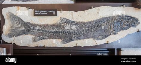 Kemmerer, Wyoming, Fossil Butte National Monument. The fossil of a beaked sandfish (Notogoneus ...