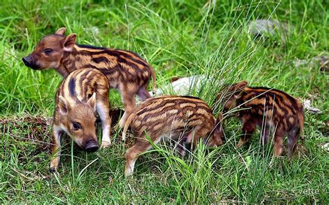 "Baby Boars" by vette | Redbubble