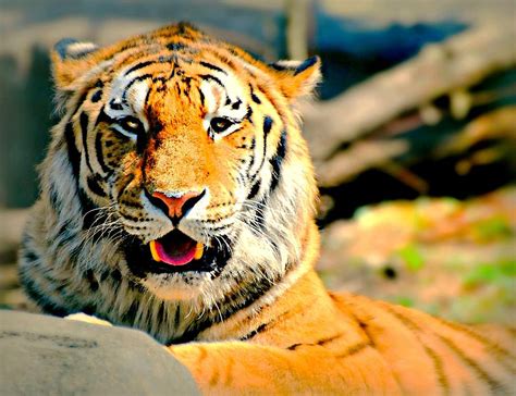 Princeton Tiger Photograph by Diana Angstadt - Fine Art America