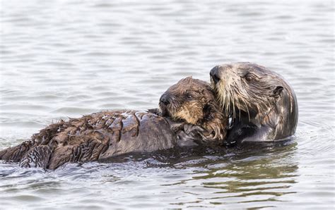 Sea Otter Habitat Threatened By Offshore Drilling - The Dodo