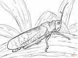 Grasshopper Coloring Pages  Learny Kids sketch template