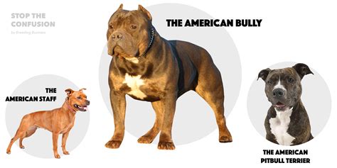 American Bully Züchter Schweiz