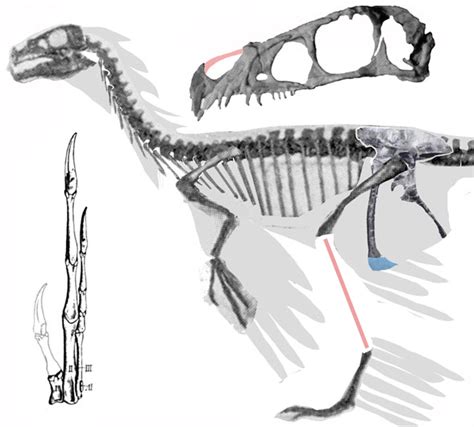 Mirischia, Ornitholestes and Sciurumimus