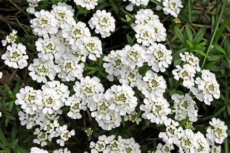 Awesome Candytuft Flower – Beautiful Flower Arrangements and Flower Gardens