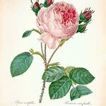 Provence Rose. Rosa centifolia. Choix des plus belles fleurs -et des plus beaux fruits par P.J ...
