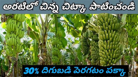 Banana Farming Techniques ||Banana Cultivation And Farming Techniques||Raithu Rajyam,,, - YouTube