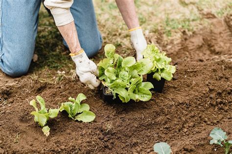 Gardening Compost - Love for Gardens