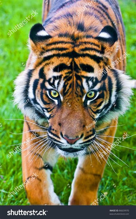 Sumatran Tiger Hunting Stock Photo 86829970 : Shutterstock