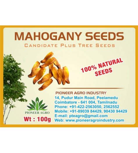 Mahogany Tree Seed 100 grams