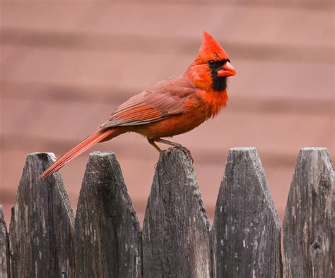 Northern Cardinal bird HD wallpaper | Wallpaper Flare