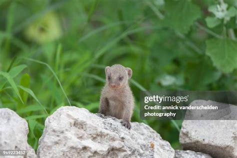 486 Banded Mongoose Stock Photos, High-Res Pictures, and Images - Getty Images