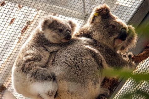 Koalas rescued from path of raging bushfire