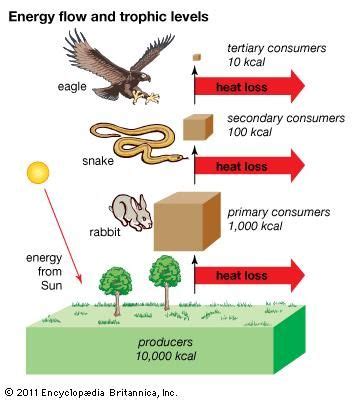 trophic level | Definition, Examples, & Facts | Britannica.com