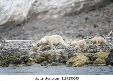 Polar Bear Cub Hunting Seals Stock Photo 1187230045 | Shutterstock