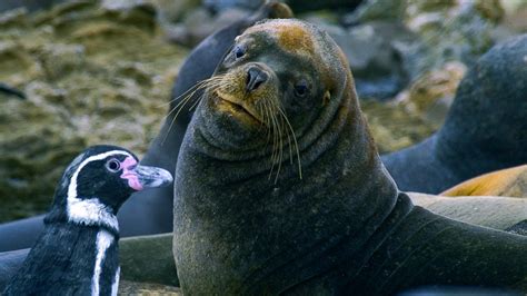 Humboldt Penguins Fight Off Fur Seals BBC Earth