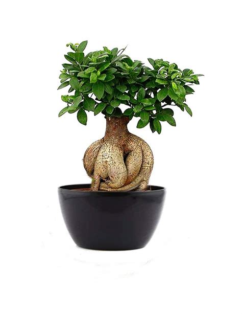 Ficus Bonsai Plant ( Ginseng Ficus) - All Pakistan Delivery