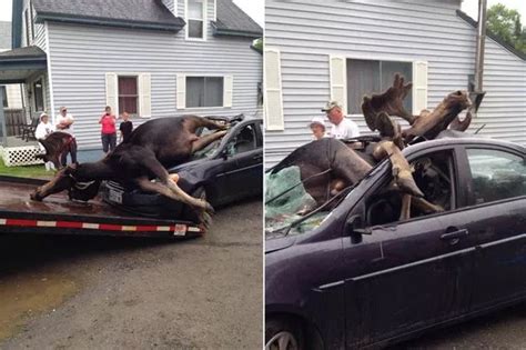 Carnage after MOOSE hits car in head-on collision revealed in shocking pictures - Irish Mirror ...