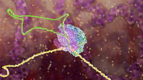 Biology Animations - CSHL DNA Learning Center