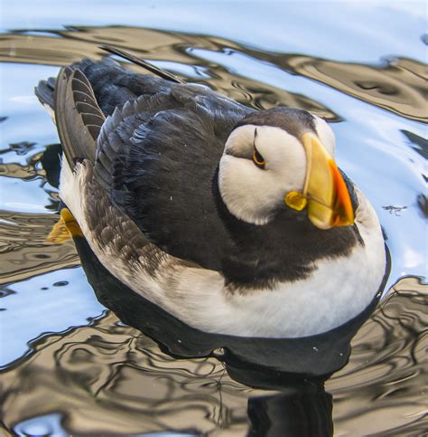 Horned Puffin (Fratercula corniculata) | You can certainly s… | Flickr