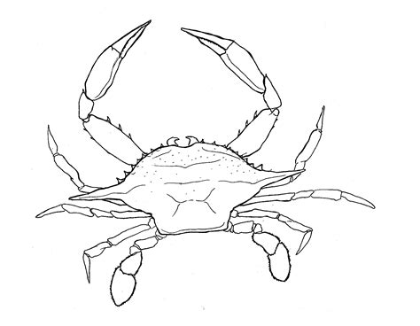 Crab Line Drawing at GetDrawings | Free download