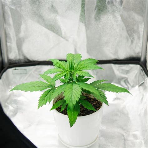 The 7 Stages of Growing Marijuana: From Seed to Harvest