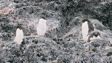 Antarctica penguins | Penguins in the snow. They do not seem… | Pedro Szekely | Flickr
