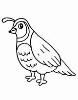 Quail Coloring Pages Free Printable PDF sketch template