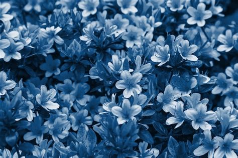 Background Blue Flower Images | Best Flower Site