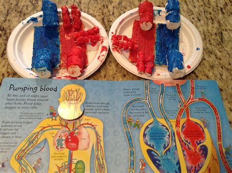 Steps Of Circulatory System