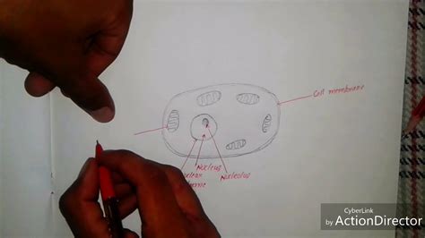 How to draw human cell diagram very easy - YouTube