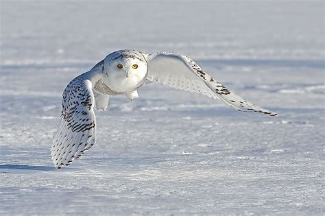 Animals That Live in the Tundra - WorldAtlas