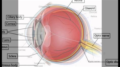 What Is The Function Of The Cornea In The Eye - YouTube