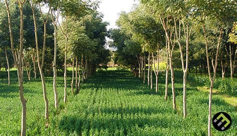 What is Agroforestry? - EcoMatcher