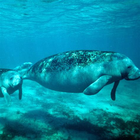 San Pedro Belize Snorkeling Tours | Hol Chan Marine & Shark Ray Alley