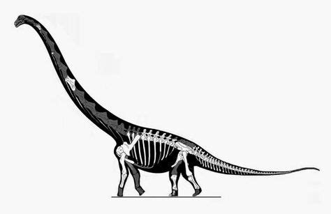 Dreadnoughtus | Dinosaur, Paleontology, Dinosaur skeleton