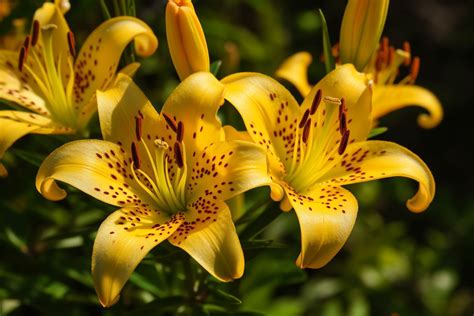 Yellow Stargazer Flower Meaning, Symbolism & Spiritual Significance ...