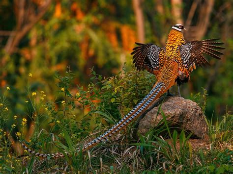 Reeves's Pheasant Bird Facts (Syrmaticus reevesii) | Birdfact