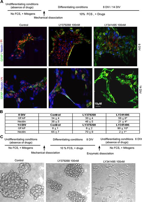 Pharmacological blockade of mGlu3 receptors promotes astrocytic... | Download Scientific Diagram