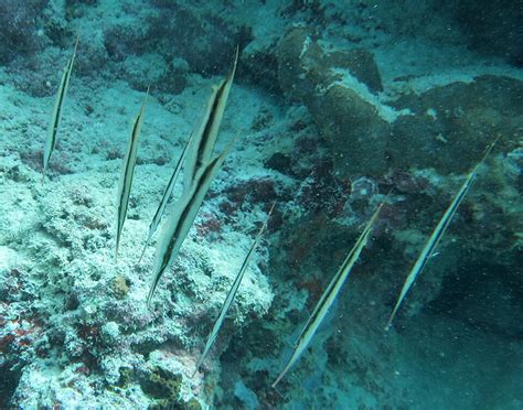 Razorfish - Moalboal Reef Species